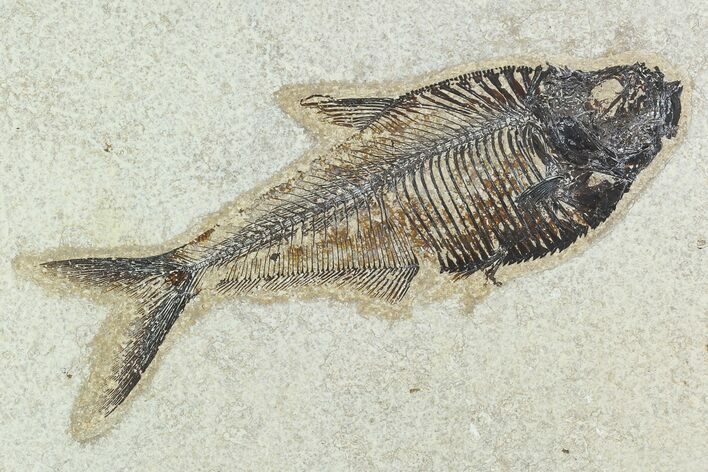 Fossil Fish (Diplomystus) - Green River Formation #129561